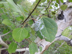 Phyllocnistis populiella