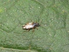 Anthocoris nemorum