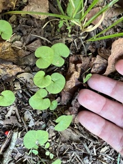 Dichondra carolinensis