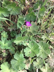 Geranium pyrenaicum