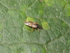 Anthocoris nemorum