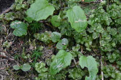 Neottia cordata
