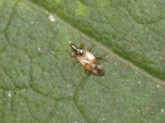 Anthocoris nemorum