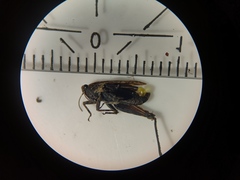 Tetrix undulata