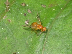 Acidia cognata