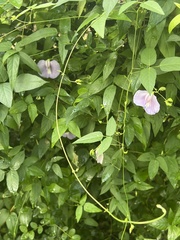 Centrosema virginianum