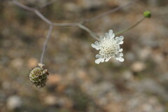 Scabiosa praemontana