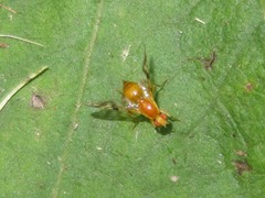 Acidia cognata