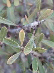 Rhamnus lycioides