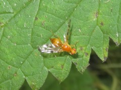 Acidia cognata