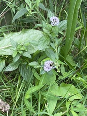 Mentha arvensis