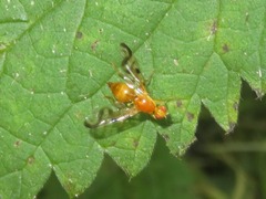 Acidia cognata
