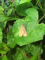Elophila gyralis