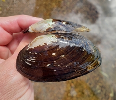 Strophitus undulatus