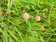 Trifolium fragiferum