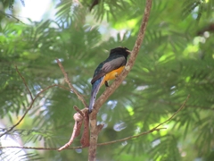 Trogon caligatus