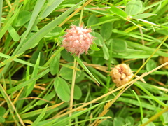 Trifolium fragiferum