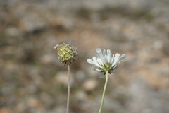 Scabiosa praemontana