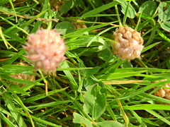 Trifolium fragiferum