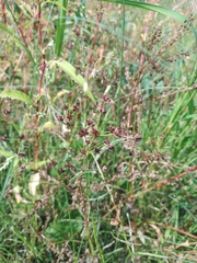 Juncus articulatus