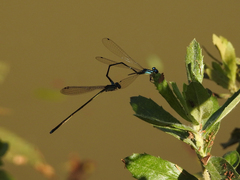 Acanthagrion aepiolum