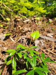Chimaphila umbellata