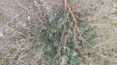 Artemisia campestris