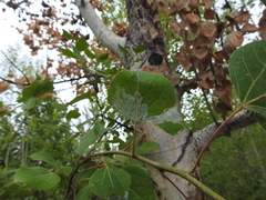 Phyllocnistis populiella