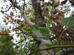 Phyllocnistis populiella