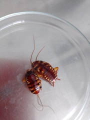 Periplaneta australasiae