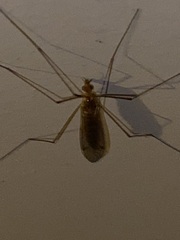 Nephrotoma ferruginea