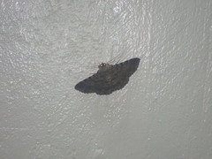 Polydesma boarmoides