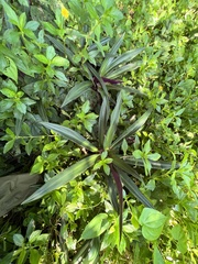Tradescantia spathacea