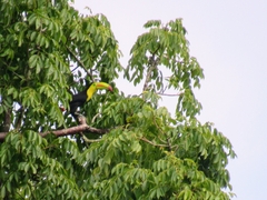 Ramphastos sulfuratus