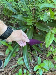 Tradescantia spathacea