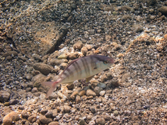 Seriola dumerili