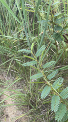 Chamaecrista fasciculata