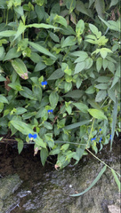 Commelina communis