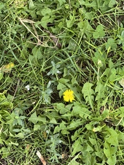 Taraxacum