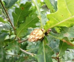 Andricus foecundatrix