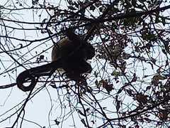 Alouatta palliata