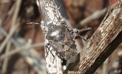 Rhaphigaster nebulosa