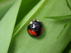 Coelophora biplagiata
