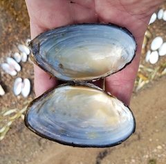 Strophitus undulatus