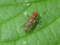 Dryomyza anilis