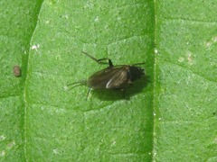 Phorinae