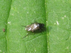 Phorinae