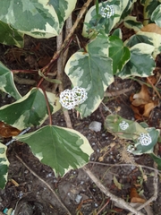 Lobularia maritima