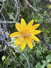 Arnica cordifolia