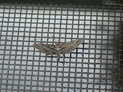 Diasemiopsis ramburialis